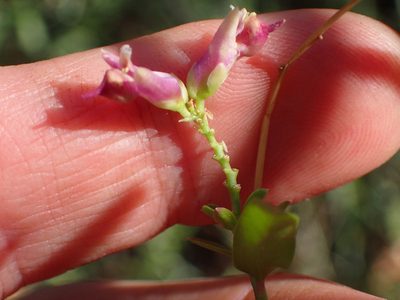 Rhinotropis cornuta, photographed by George Williams