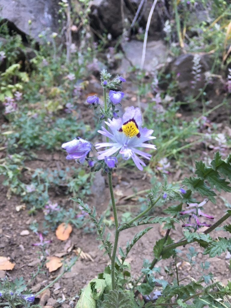 Schizanthus porrigens, photographed by Franco Capriroli