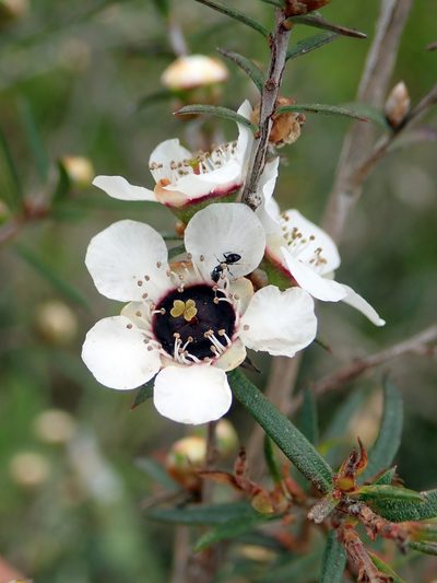 Leptospermum repo, photographed by Peter de Lange