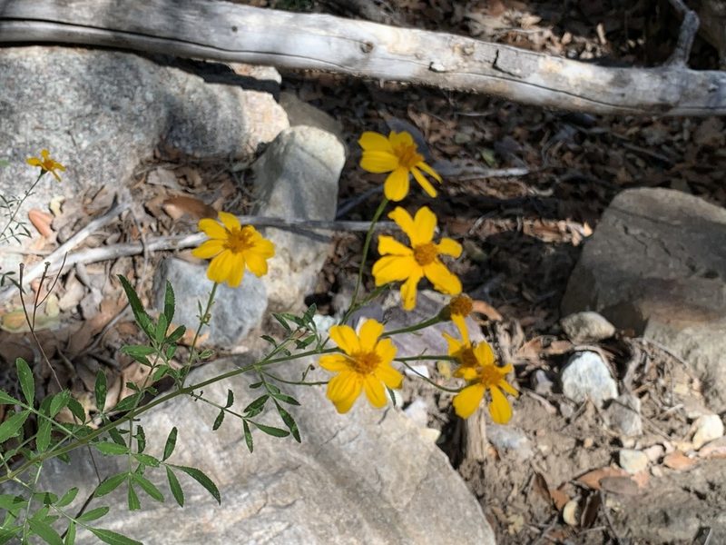 Tagetes lemmonii, photographed by Dario Taraborelli