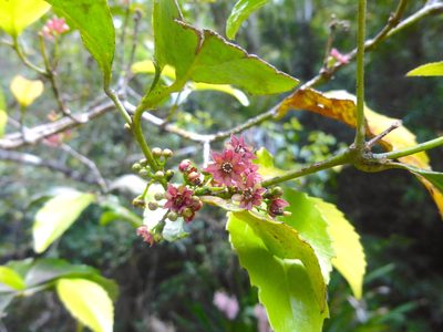 Daphnandra tenuipes, photographed by Kiri Bee