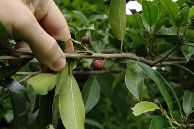 Ficus americana, photographed by Eric Knight