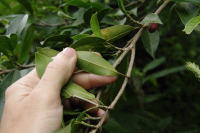 Ficus americana, photographed by Eric Knight