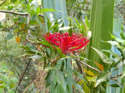 Alloxylon pinnatum, photographed by Kiri Bee