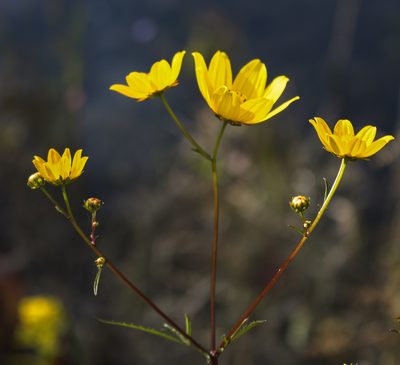 Bidens trichosperma, photographed by aarongunnar