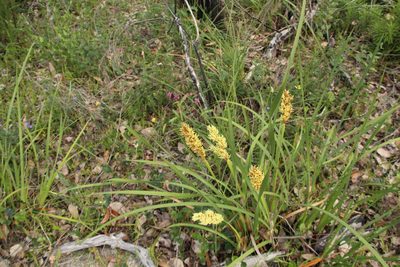 Anarthria scabra, photographed by Em Lamond