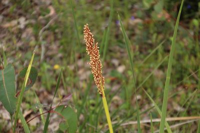 Anarthria scabra, photographed by Em Lamond