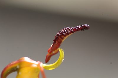 Caleana nigrita, photographed by Em Lamond