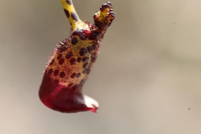 Drakaea livida, photographed by Em Lamond