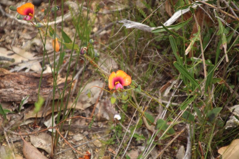 Gompholobium ovatum, photographed by Em Lamond
