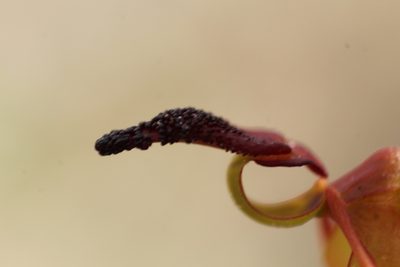 Caleana nigrita, photographed by Em Lamond