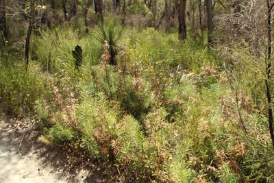 Podocarpus drouynianus, photographed by Em Lamond