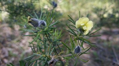 Gompholobium tomentosum, photographed by Helium Luo