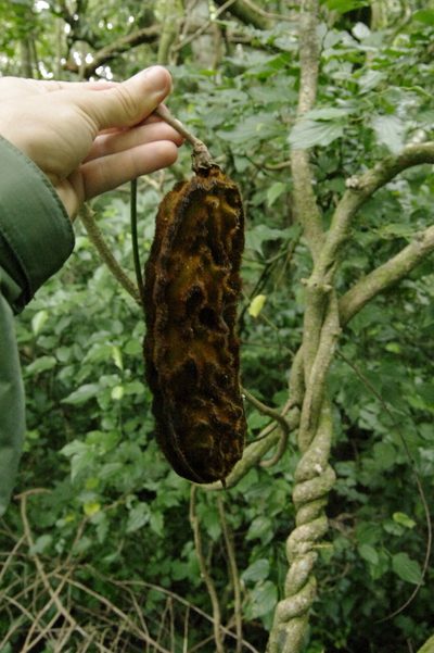 Mucuna monticola, photographed by Eric Knight