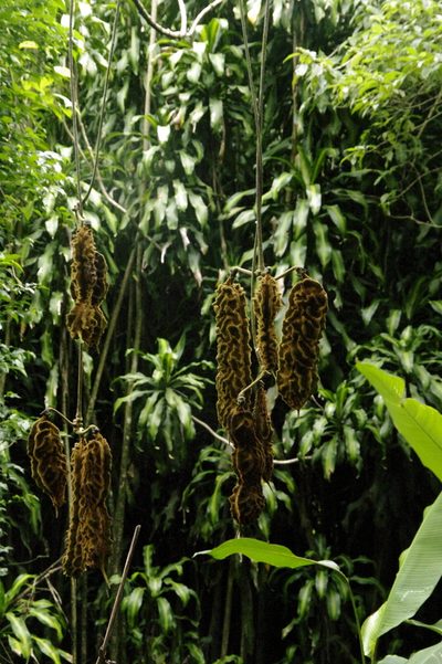 Mucuna monticola, photographed by Eric Knight