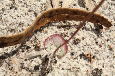 Drakaea livida, photographed by Em Lamond