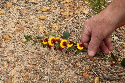 Bossiaea ornata, photographed by Em Lamond