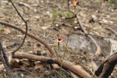 Caladenia brownii, photographed by Em Lamond