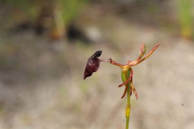 Drakaea glyptodon, photographed by Em Lamond
