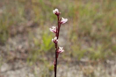 Prasophyllum hians, photographed by Em Lamond