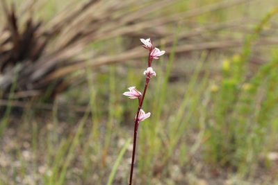 Prasophyllum hians, photographed by Em Lamond