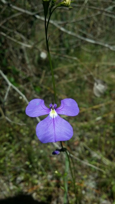Lobelia tenuior, photographed by Helium Luo