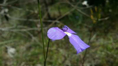 Lobelia tenuior, photographed by Helium Luo