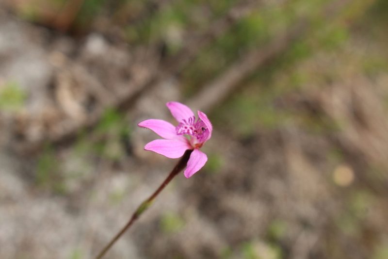 Caladenia nana, photographed by Em Lamond