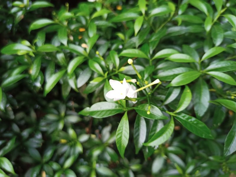 Tabernaemontana corymbosa, photographed by Sabarni Sarker