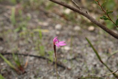 Caladenia nana, photographed by Em Lamond