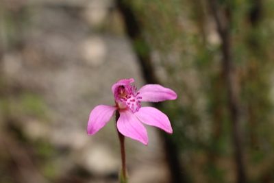 Caladenia nana, photographed by Em Lamond