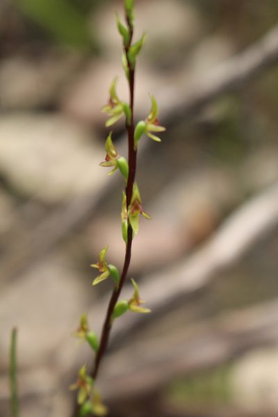 Prasophyllum macrostachyum, photographed by Em Lamond