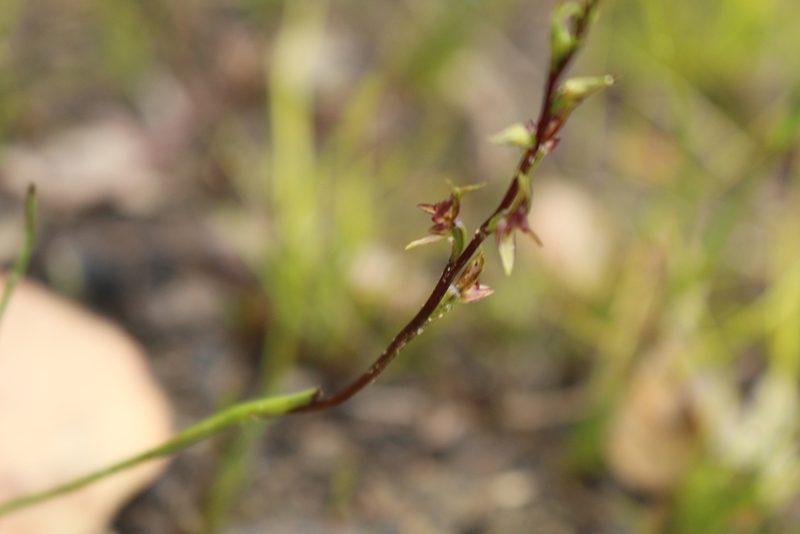 Prasophyllum macrostachyum, photographed by Em Lamond