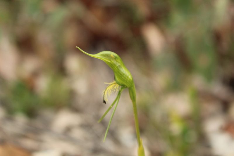 Pterostylis turfosa, photographed by Em Lamond