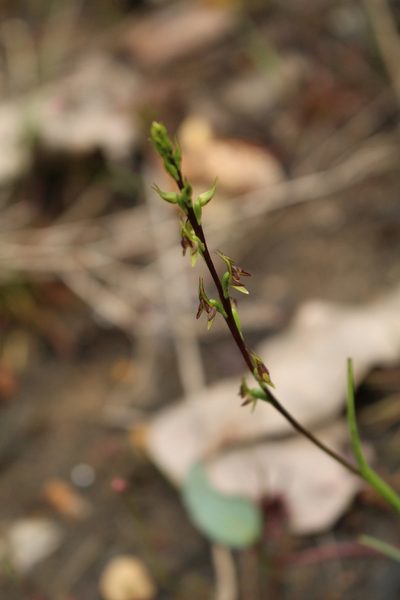 Prasophyllum macrostachyum, photographed by Em Lamond