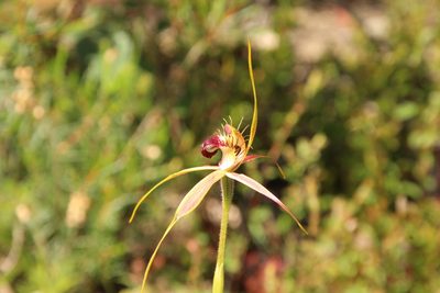 Caladenia brownii, photographed by Em Lamond