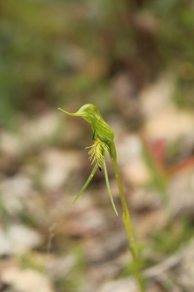Pterostylis turfosa, photographed by Em Lamond