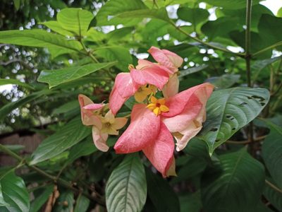 Mussaenda philippica, photographed by Sabarni Sarker