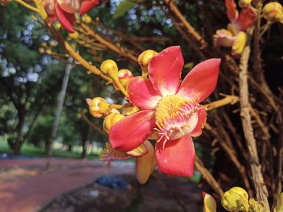Couroupita guianensis, photographed by Sabarni Sarker