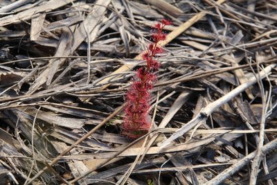 Drosera platypoda, photographed by Em Lamond