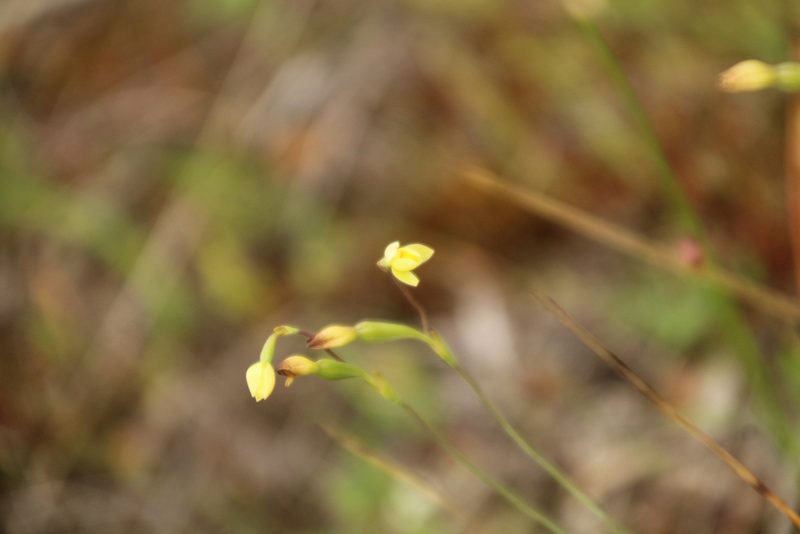Thelymitra flexuosa, photographed by Em Lamond