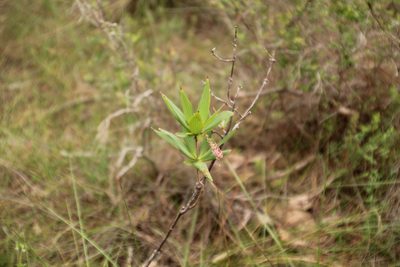 Leucopogon verticillatus, photographed by Em Lamond