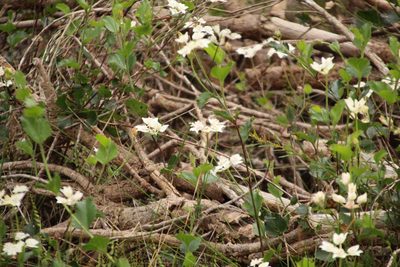 Xanthosia rotundifolia, photographed by Em Lamond