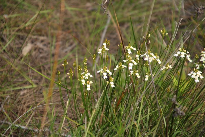 Stylidium junceum, photographed by Em Lamond