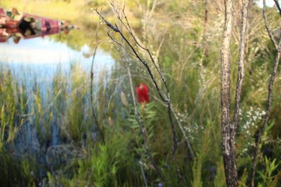 Melaleuca glauca, photographed by Em Lamond