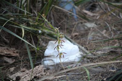 Lyperanthus serratus, photographed by Em Lamond