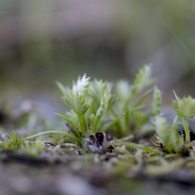 Aphelia pumilio, photographed by Kym Nicolson