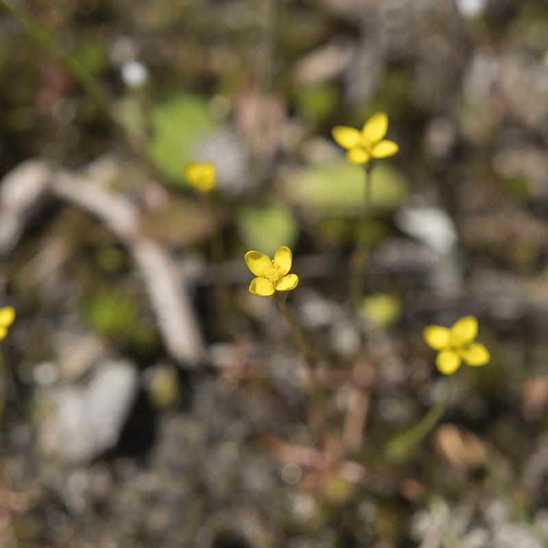 Cicendia filiformis, photographed by Kym Nicolson