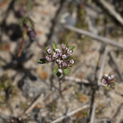 Levenhookia pusilla, photographed by Kym Nicolson