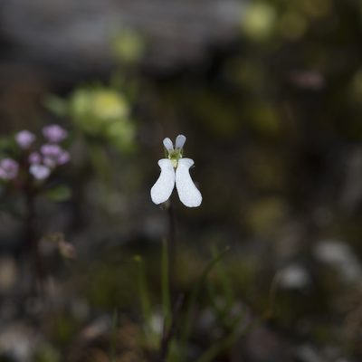 Stylidium perpusillum, photographed by Kym Nicolson
